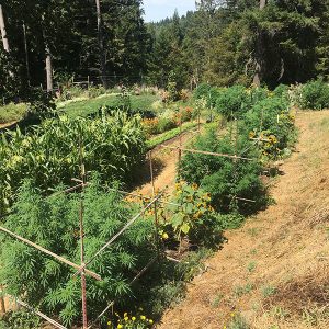 Regenerative Farm Award