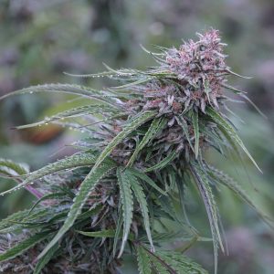 Four Directions - THC/CBD/THCV/CBDV