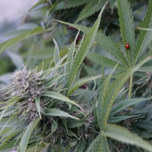 Harmony Rose - THC/CBD