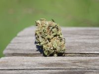 Royal Blueberry Cannabis