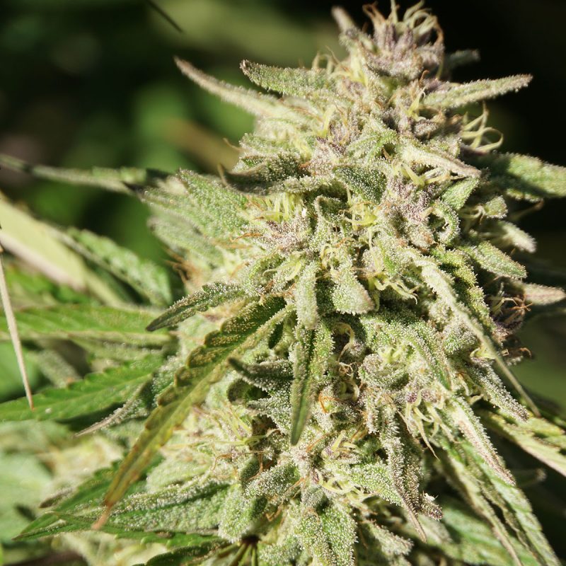 Royal Blueberry - THC/CBD