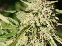 Royal Blueberry Cannabis