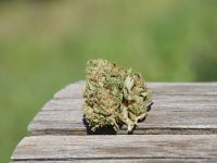 Trilogy – THC/THCV/CBG