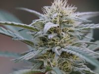 Trilogy – THC/THCV/CBG