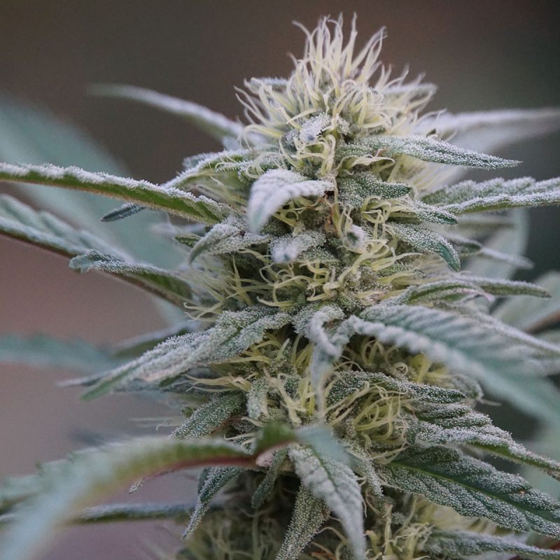 Trilogy - THC/THCV/CBG