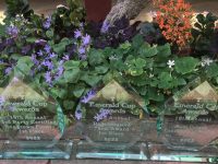 The Road to the Emerald Cup, Hollywood Edition