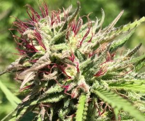 Pink Boost Goddess wins Gold Medal at California State Fair