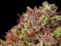 The Road to the Emerald Cup, Hollywood Edition