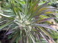 Limited Offer on Emerald CBG