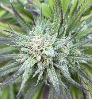 Limited Offer on Emerald CBG