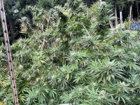 Limited Offer on Emerald CBG